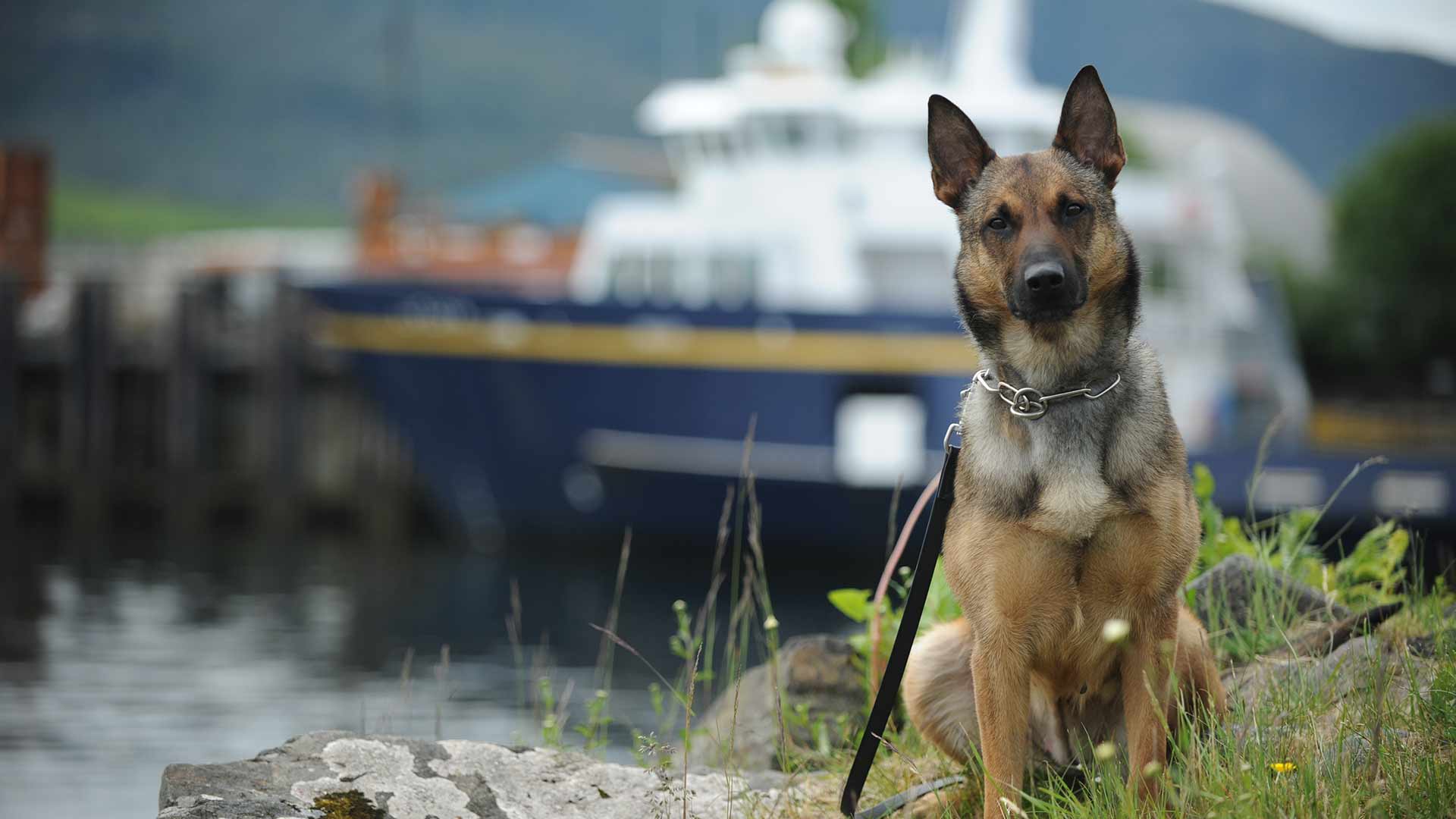 K9 Recruit AST Alaska Department of Public Safety