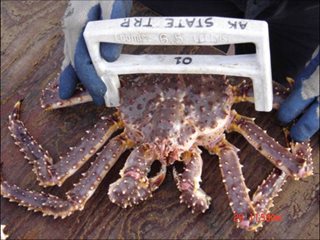 KingCrab